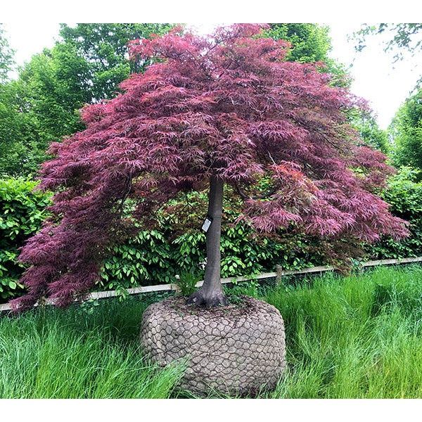 Acer Inaba Shidare