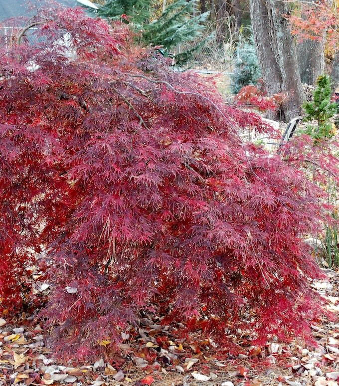 Acer Shojo Shidare