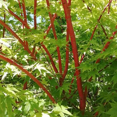 Acer Palmatum Sango Kaku Senkaki