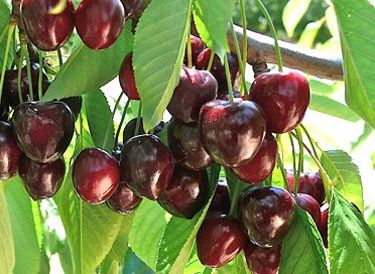Cherry Compact Stella