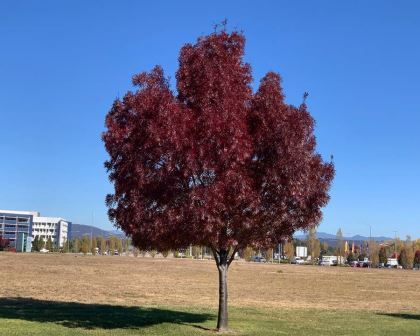 Fraxinus Oxycarpa Raywoodii - Claret Ash