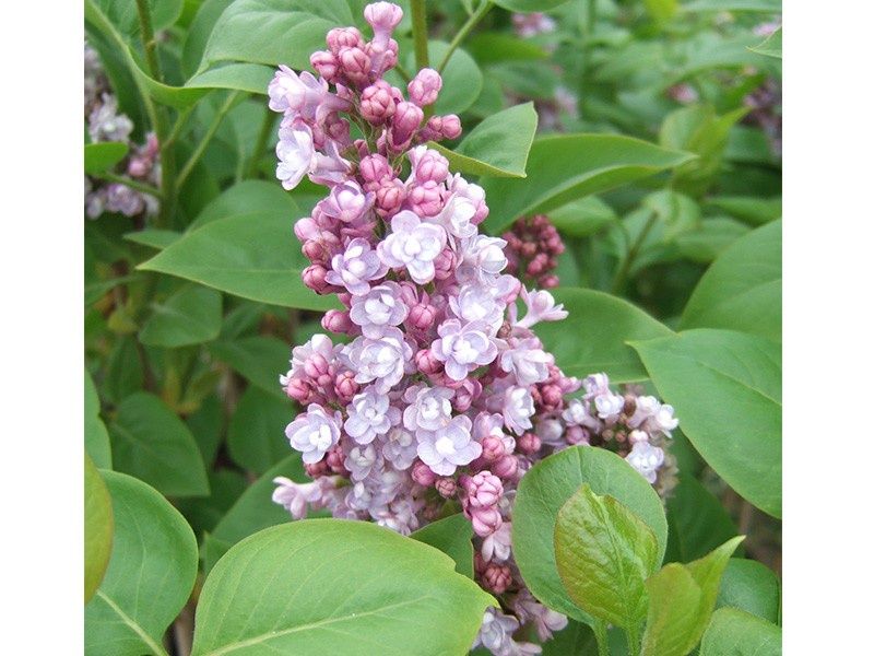 Syringa (Lilac) Katherine Havemeyer