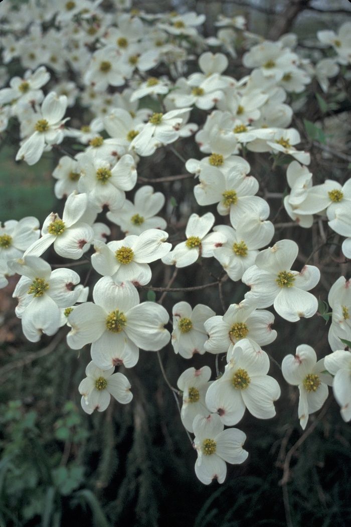 Cornus Cloud Nine