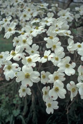 Cornus Cloud Nine