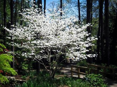 Cornus Cloud Nine
