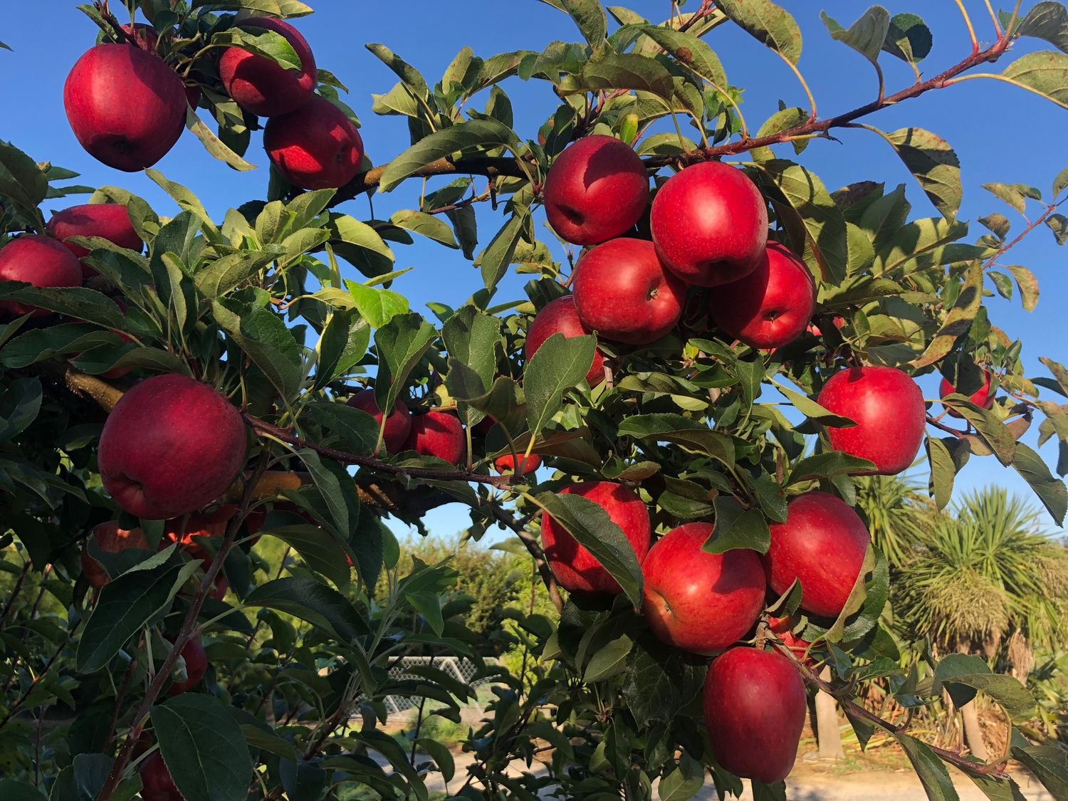 Apple Royal Gala