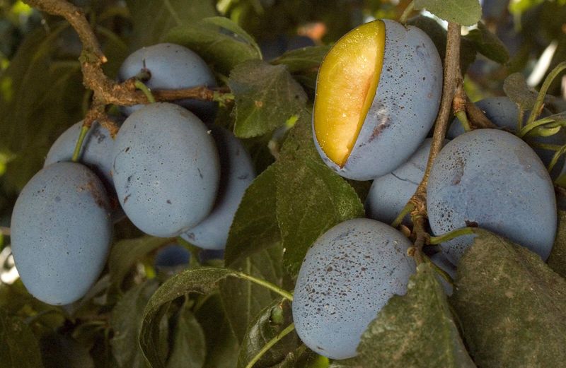 Plum Stanley Prune
