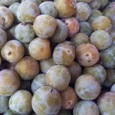 Plum Reine Claude du Bavay