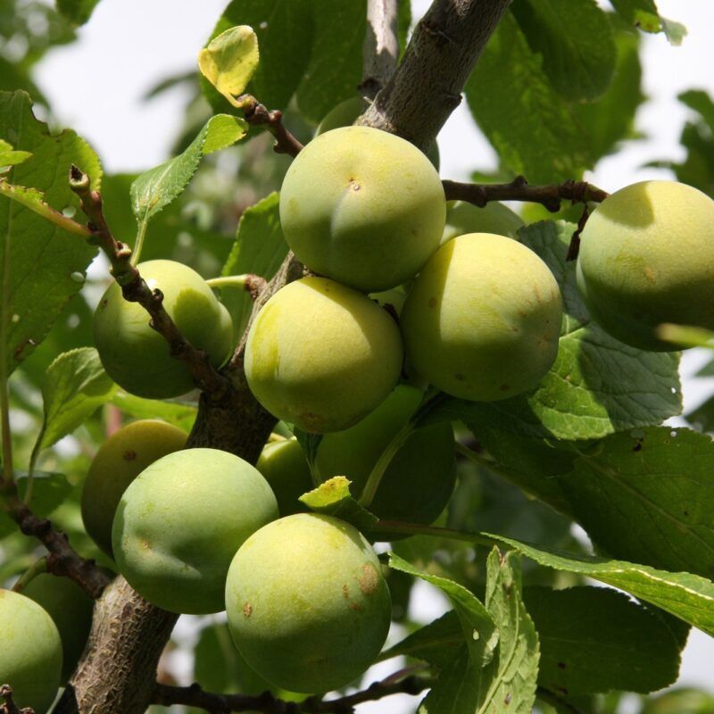 Plum Reine Claude du Bavay