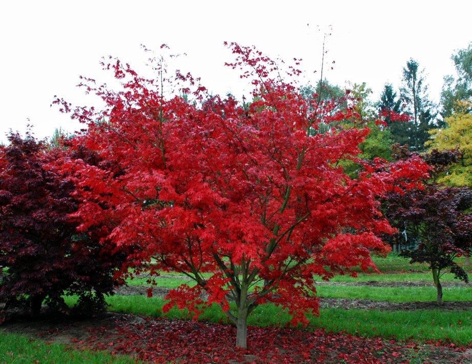 Acer Palmatum Osakazuki