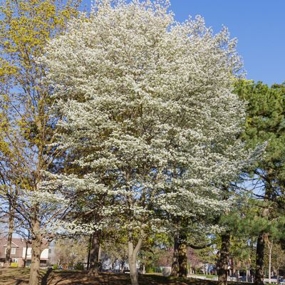 Amelanchier Canadensis - Shadbush (Canadian Serviceberry)