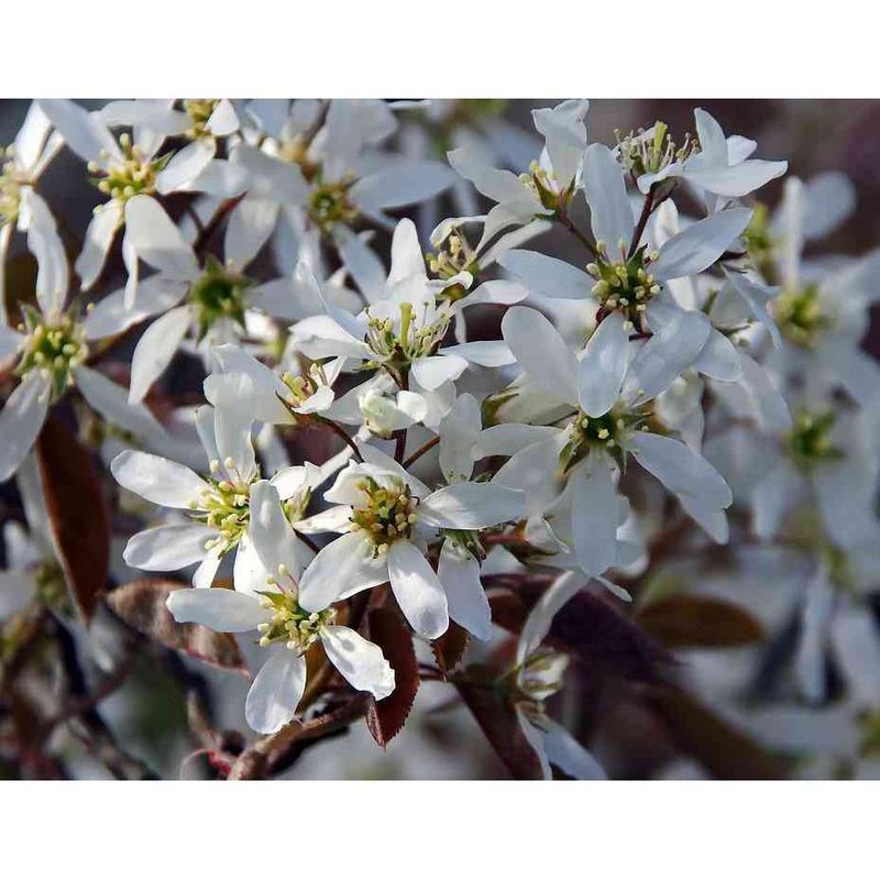 Amelanchier Canadensis - Shadbush (Canadian Serviceberry)