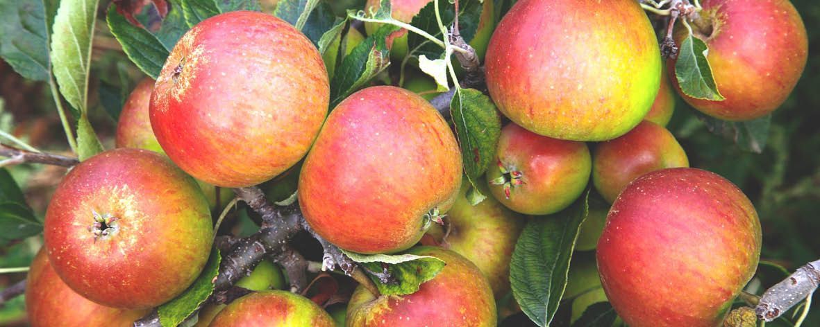 Apple Cox&#39;s Orange Semi-Dwarf