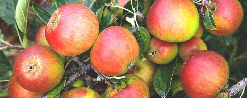 Apple Cox&#39;s Orange Semi-Dwarf