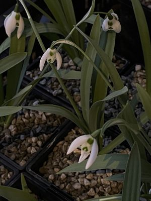Galanthus St. Pancras (Snowdrop)