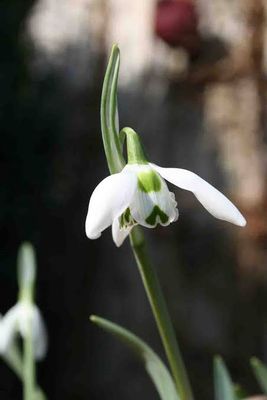 Galanthus St. Pancras (Snowdrop)