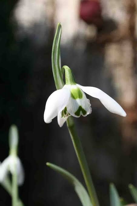 Galanthus St. Pancras (Snowdrop)