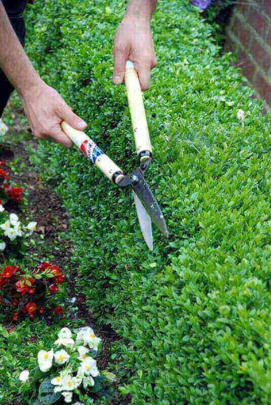 Shears, Okatsune Hedge