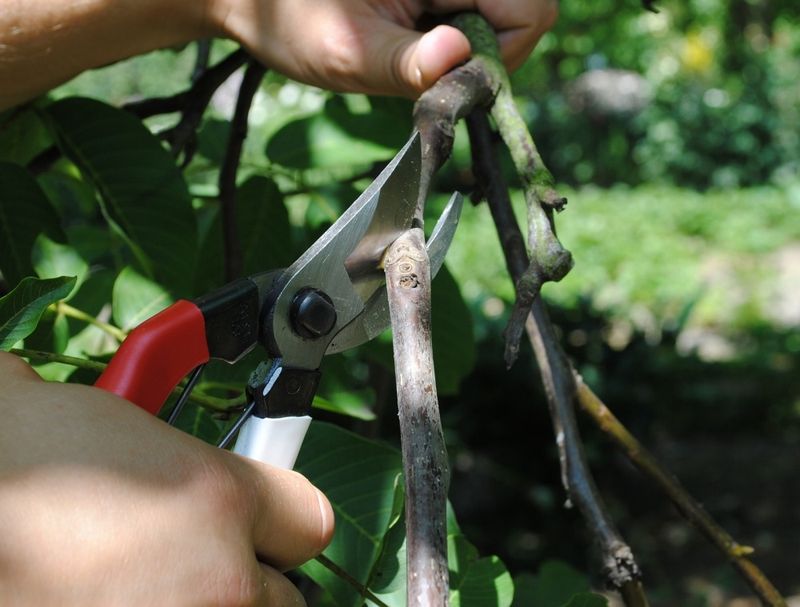 Shears, Okatsune Pruner