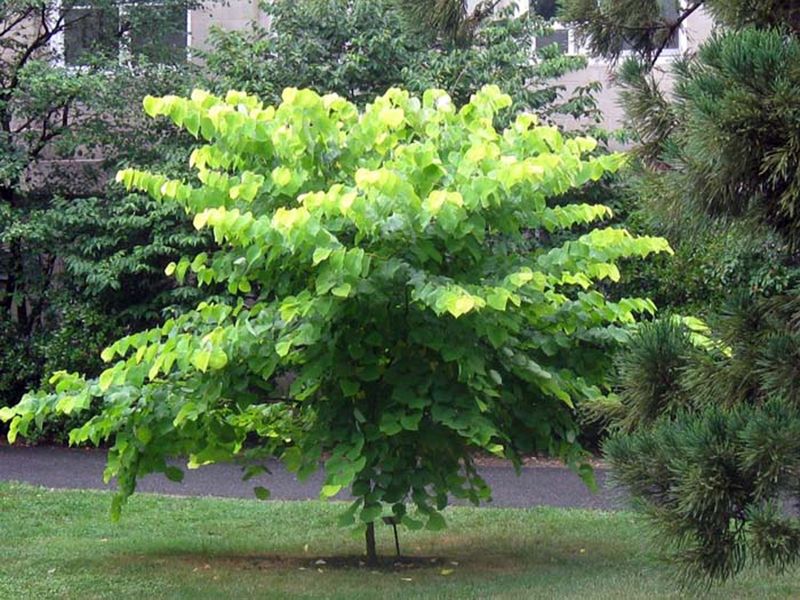 Cercis canadensis Hearts of Gold