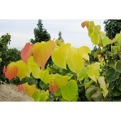 Cercis canadensis Hearts of Gold