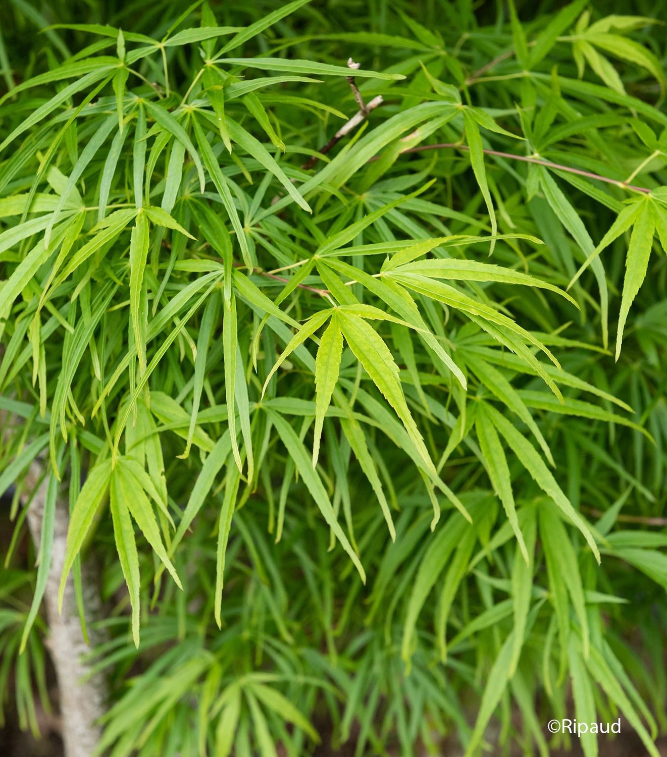 Acer P. Scolopendrifolium