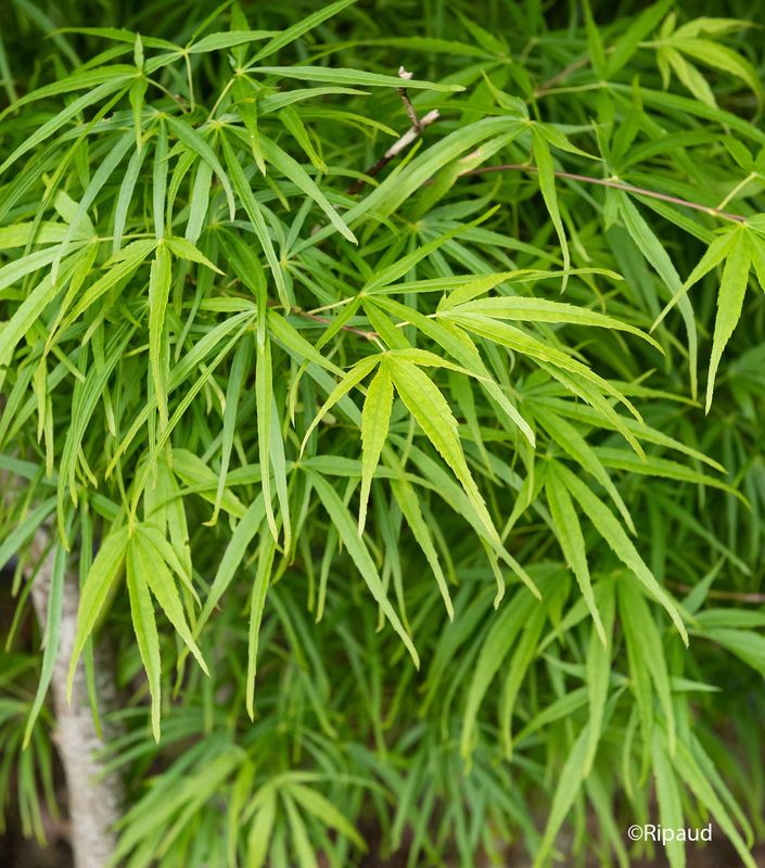Acer P. Scolopendrifolium