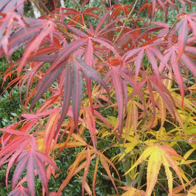 Acer P. Scolopendrifolium