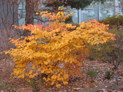 Hamamelis x intermedia &#39;Dianne&#39;