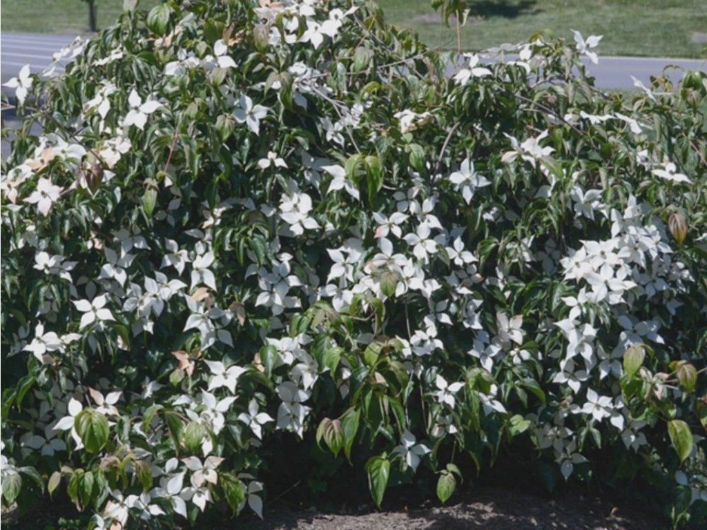 Cornus Florida Pendula
