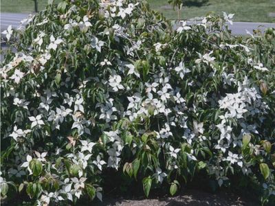 Cornus Florida Pendula