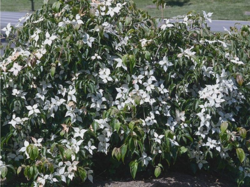 Cornus Florida Pendula