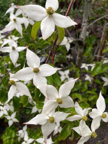 Cornus k. Elizabeth Lustgarten