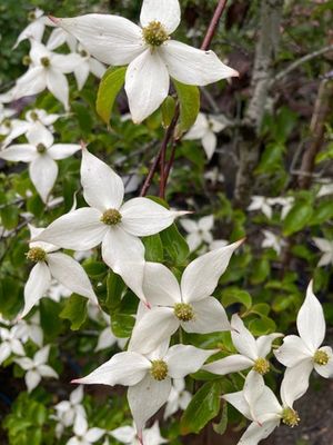 Cornus k. Elizabeth Lustgarten