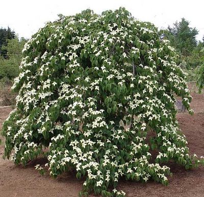 Cornus k. Elizabeth Lustgarten