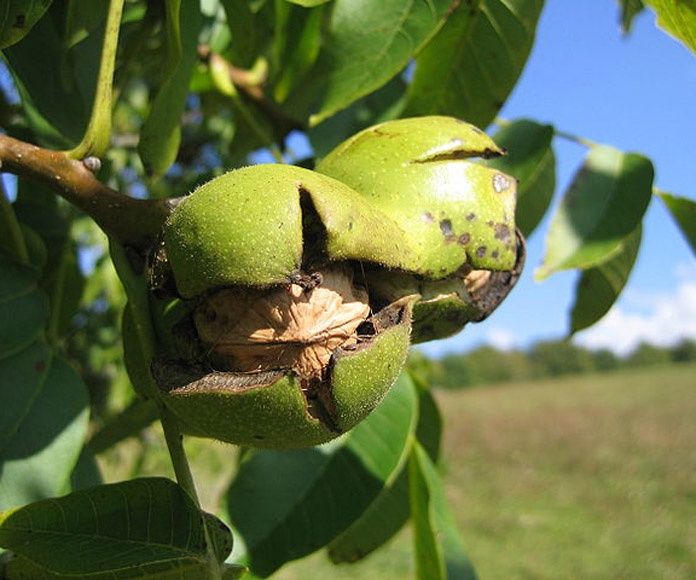 Juglans Regia - Walnut