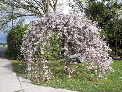 PRUNUS yedoensis &#39;Purpendens&#39; Yoshino