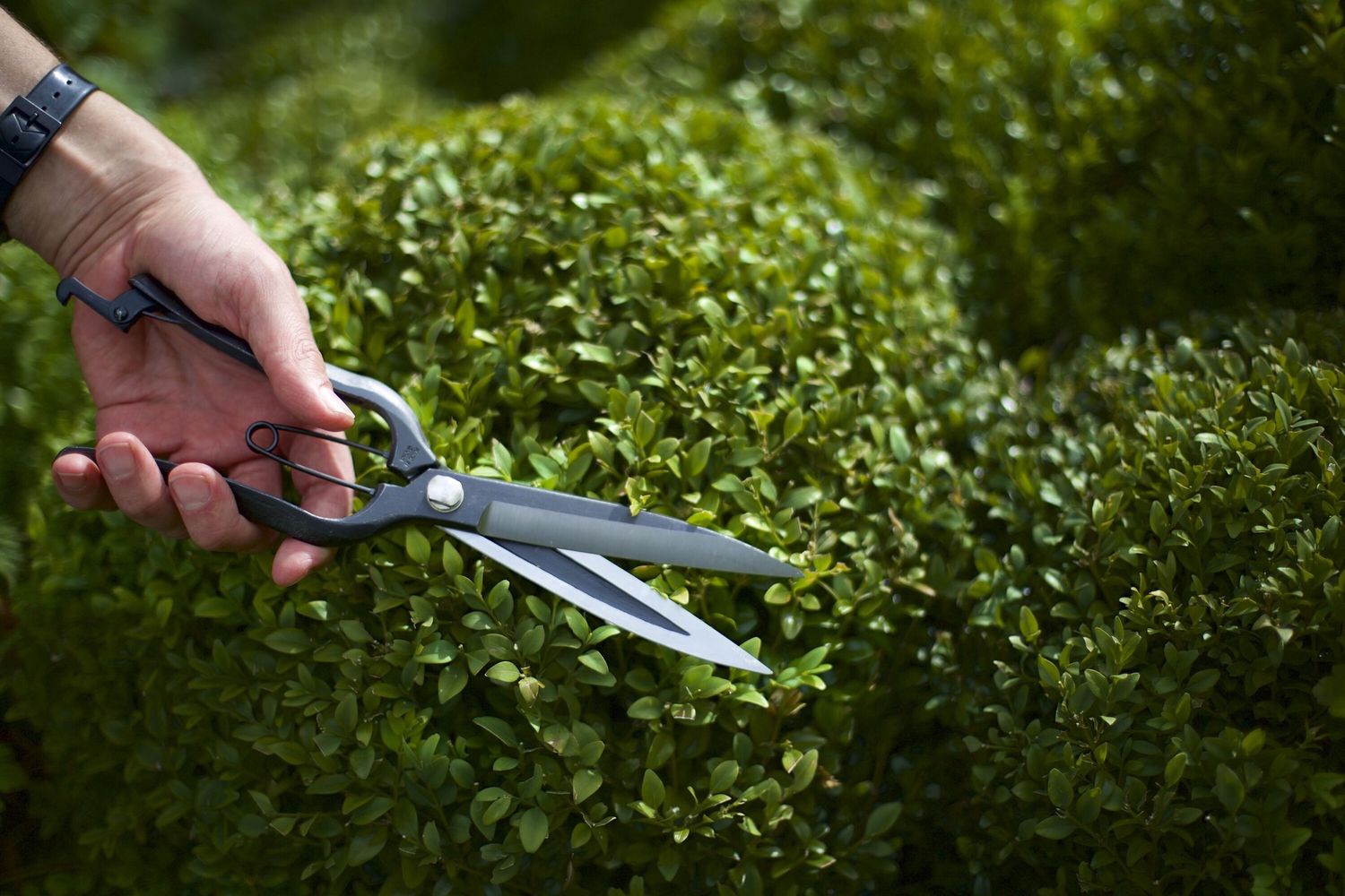 Niwaki Sentei Topiary Clippers