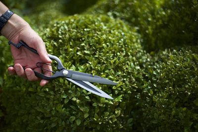 Niwaki Sentei Topiary Clippers