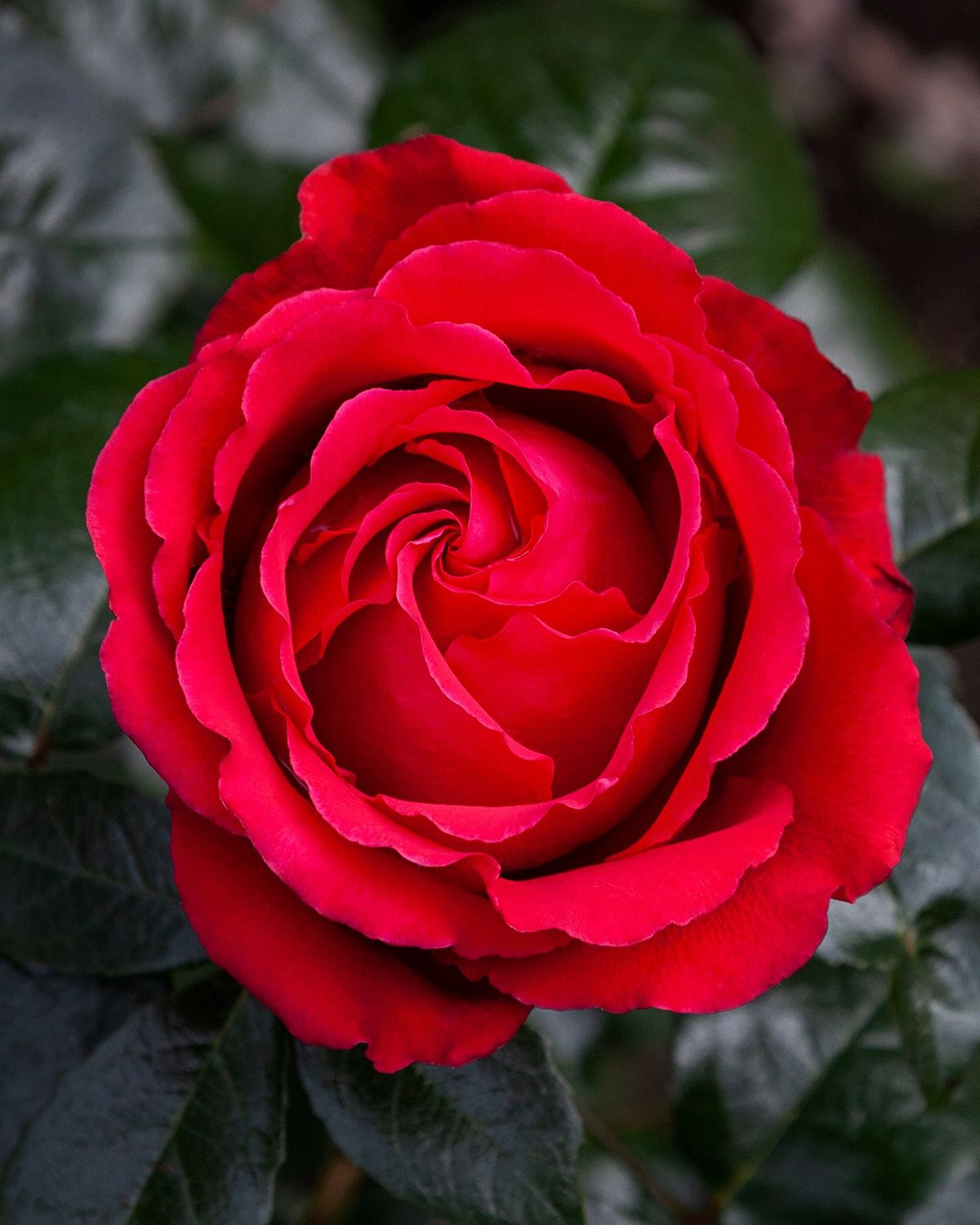 Rose Aroha