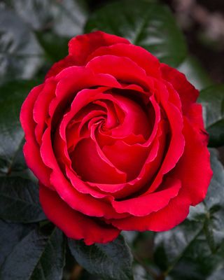 Rose Aroha