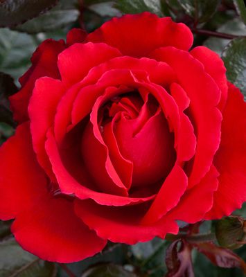 Rose Aroha