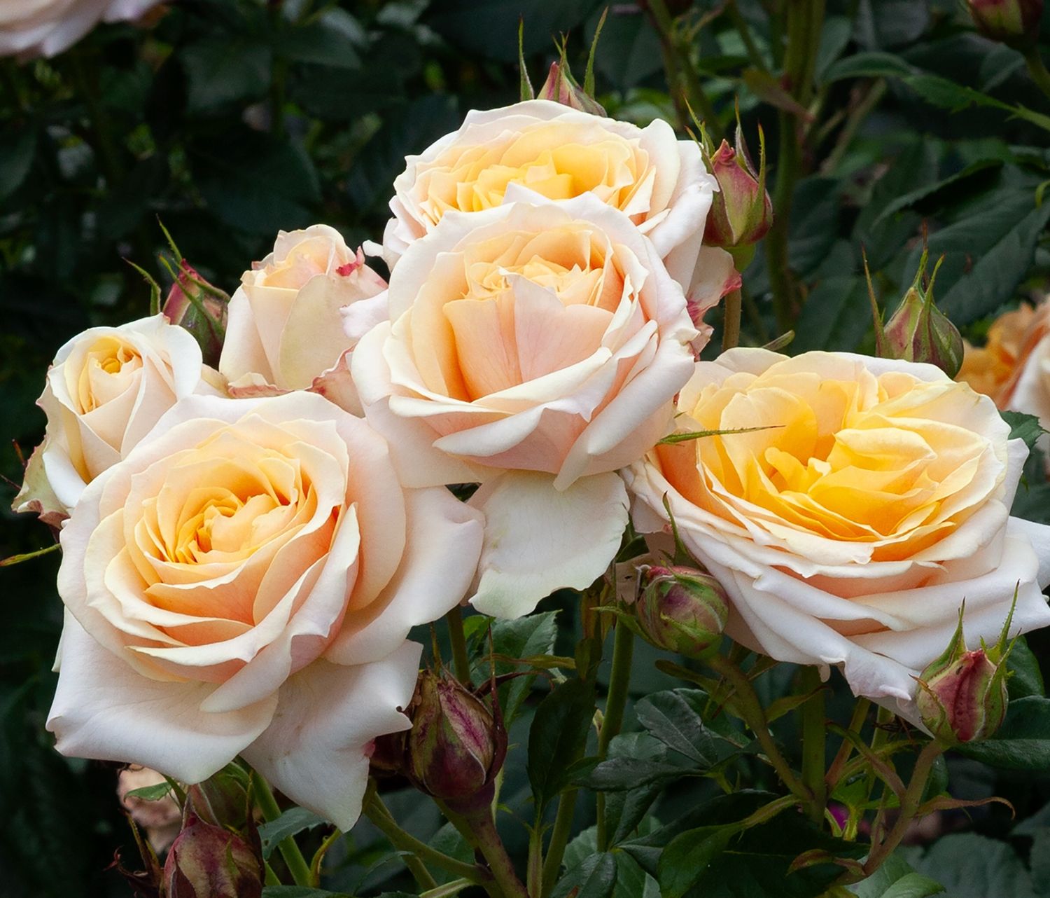 Rose Better Times