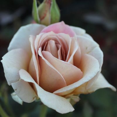 Rose Cup Fever
