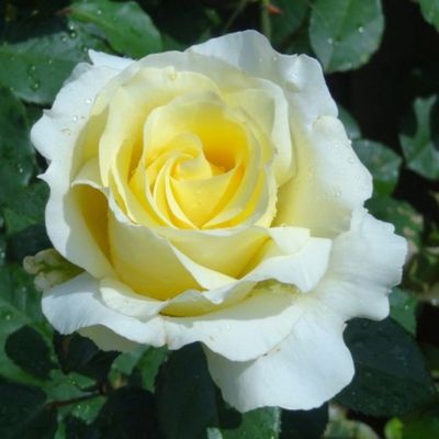 Rose Elina