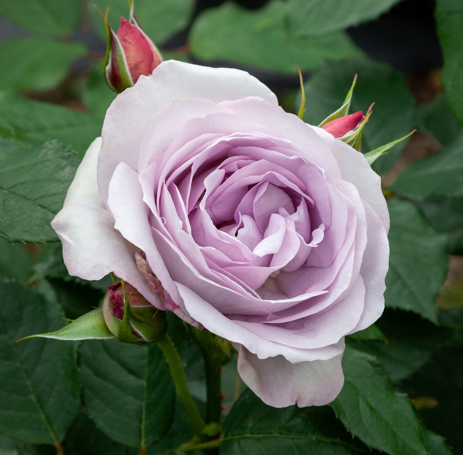 Rose Frosty Moon