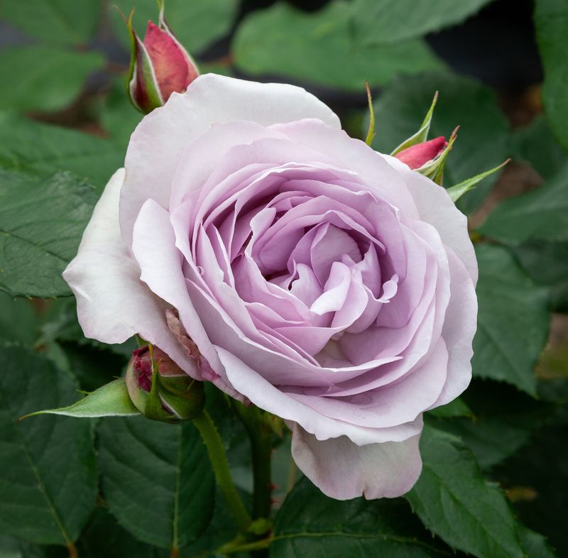 Rose Frosty Moon