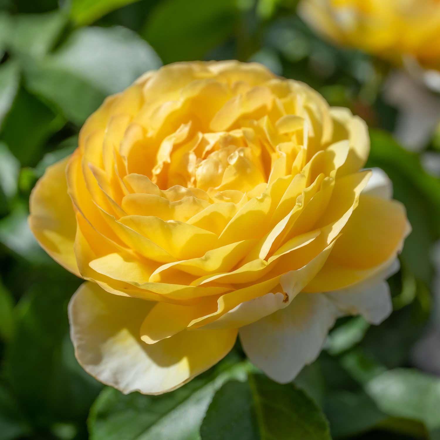 Rose Belle Du Jour