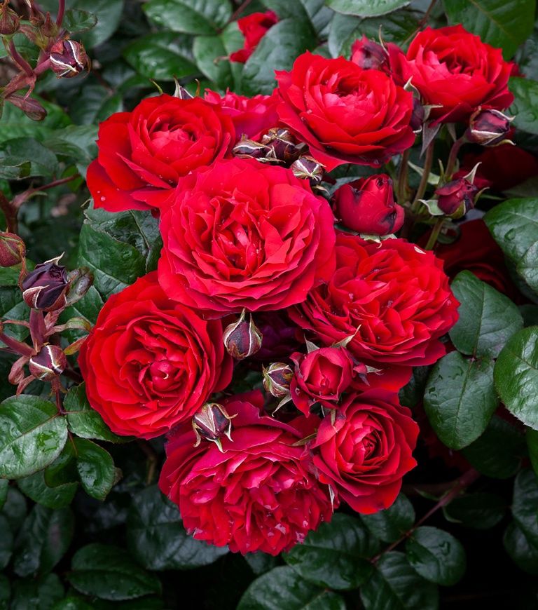 Rose In Friendship
