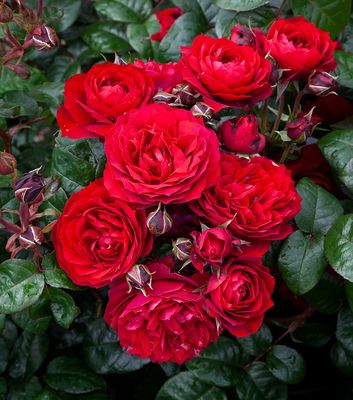 Rose In Friendship